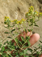 Odontarrhena muralis