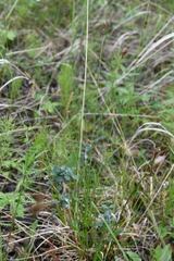 Carex lachenalii