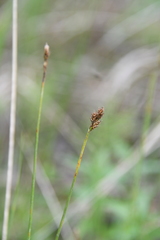 Carex lachenalii