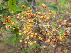 Davilla nitida