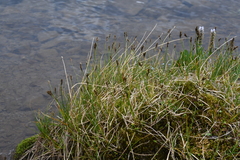Carex lachenalii