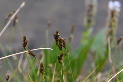 Carex lachenalii