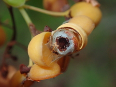 Davilla nitida