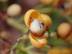 Davilla nitida