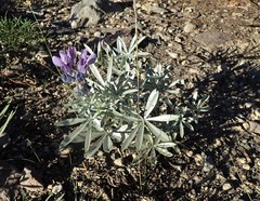 Lupinus obtusilobus