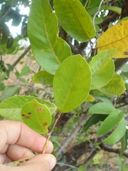 Davilla nitida