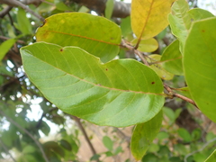 Davilla nitida