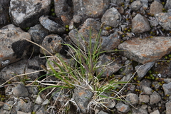 Carex lachenalii