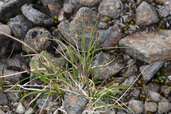 Carex lachenalii