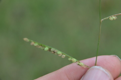 Paspalum denticulatum