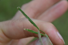 Paspalum denticulatum