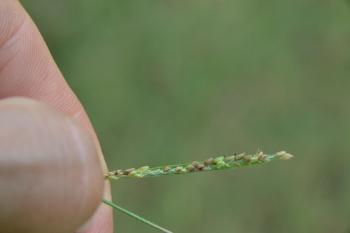 Image of Paspalum denticulatum by (c) Dan Johnson, some rights reserved (CC BY)