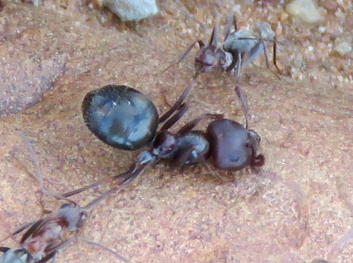 Anoplolepis steingroeveri