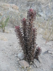 Aphyllon weberbaueri