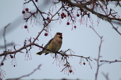 Bombycilla cedrorum