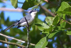 Polioptila plumbea