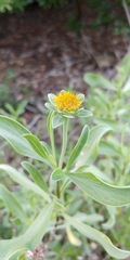 Borrichia frutescens image