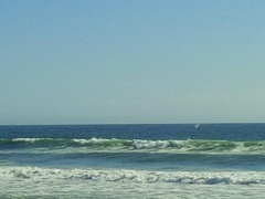 Megaptera novaeangliae