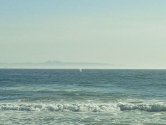 Megaptera novaeangliae