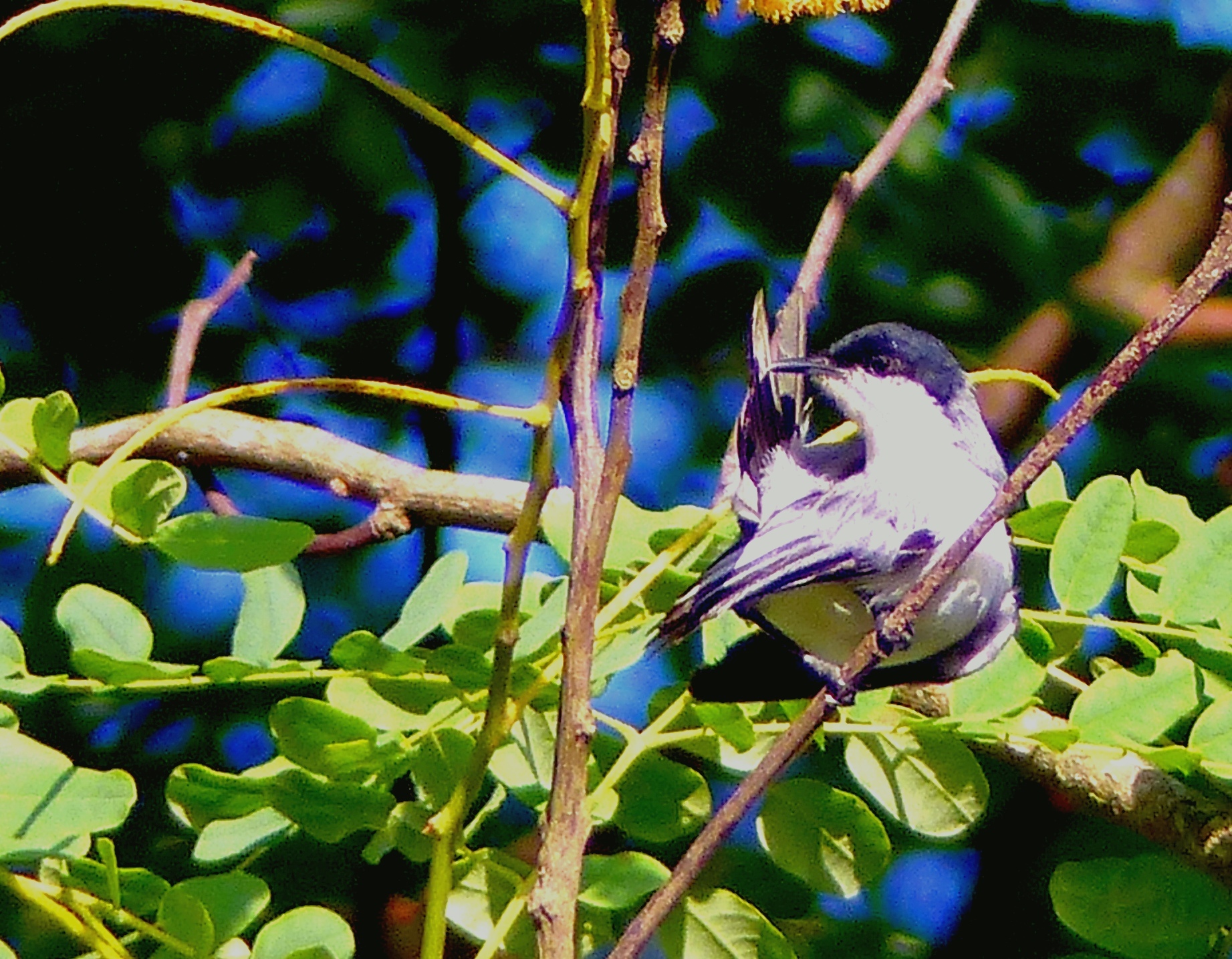 Tropical Gnatcatcher illustration