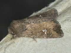 Tricholita fistula