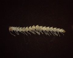 Speodesmus bicornourus