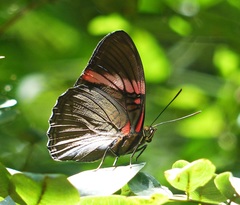 Adelpha lycorias lycorias