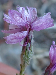 Lessingia hololeuca