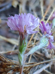 Lessingia hololeuca