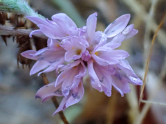 Lessingia hololeuca