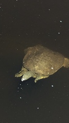 Apalone spinifera emoryi