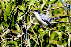 Polioptila plumbea