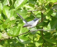Polioptila plumbea