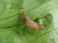 Gastropoda