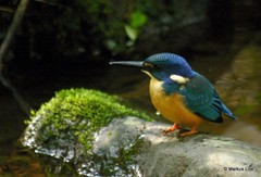 Alcedo semitorquata