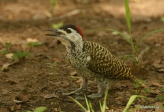 Campethera bennettii