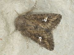Tricholita fistula