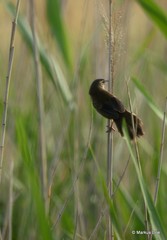 Bradypterus baboecala