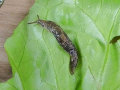 Gastropoda