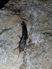 Allacrotelsa spinulata