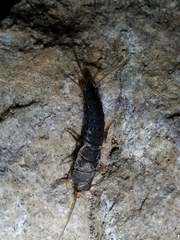 Allacrotelsa spinulata