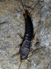 Allacrotelsa spinulata