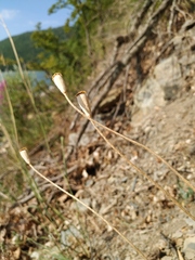 Papaver dubium stevenianum