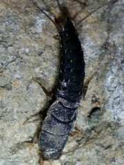 Allacrotelsa spinulata