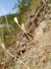 Papaver dubium stevenianum