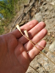 Papaver dubium stevenianum