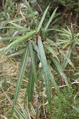 Olearia lacunosa