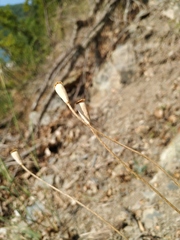 Papaver dubium stevenianum