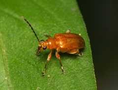 Criocerinae