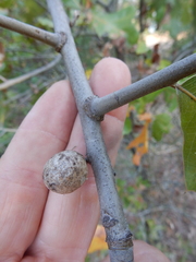 Amphibolips globulus